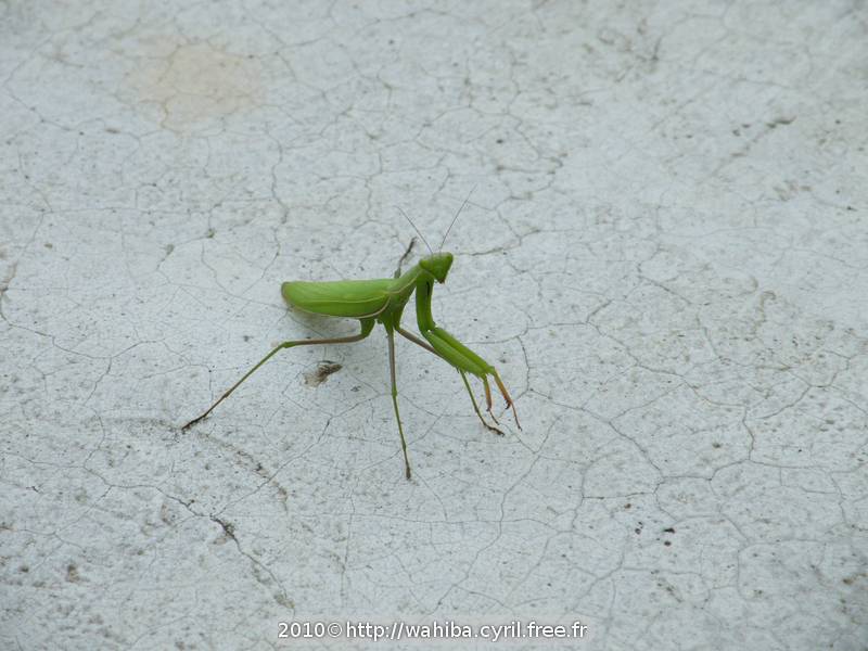 Mante Religieuse (Mantis religiosa) Mante Religieuse (Mantis religiosa)