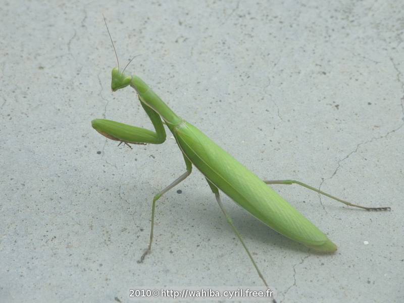 Mante Religieuse (Mantis religiosa)