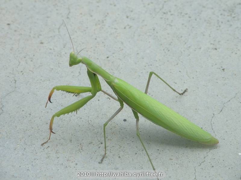 Mante Religieuse (Mantis religiosa)